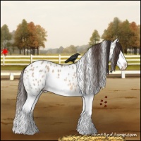 Horse Color:Bay Dun Splash Appaloosa