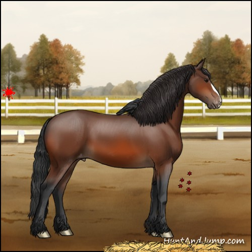 Horse Color:Bay Appaloosa 