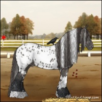 Horse Color:White Spotted Grullo Appaloosa 