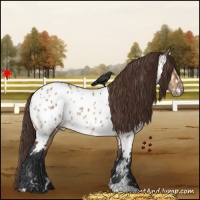 Horse Color:White Spotted Bay Dun Appaloosa 