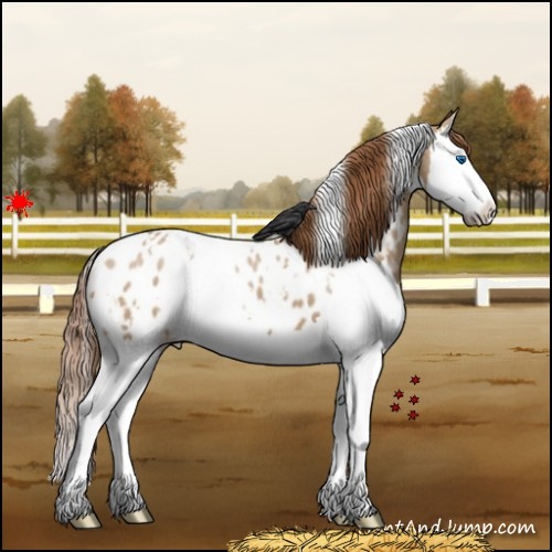 Horse Color:White Spotted Red Dun Splash Appaloosa 