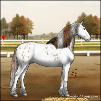 Horse Color:White Spotted Red Dun Splash Appaloosa
