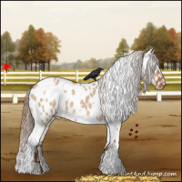 Horse Color:White Spotted Red Dun Appaloosa 