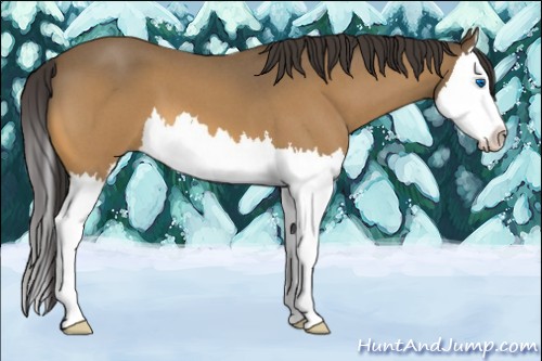 Horse Color:Buckskin Roan Splash