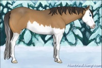 Horse Color:Buckskin Roan Splash