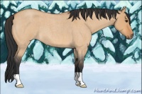 Horse Color:Bay Roan Dun