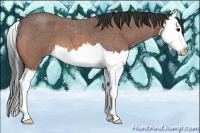 Horse Color:Bay Roan Splash