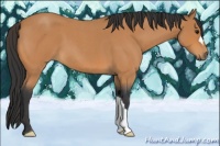 Horse Color:Bay Roan