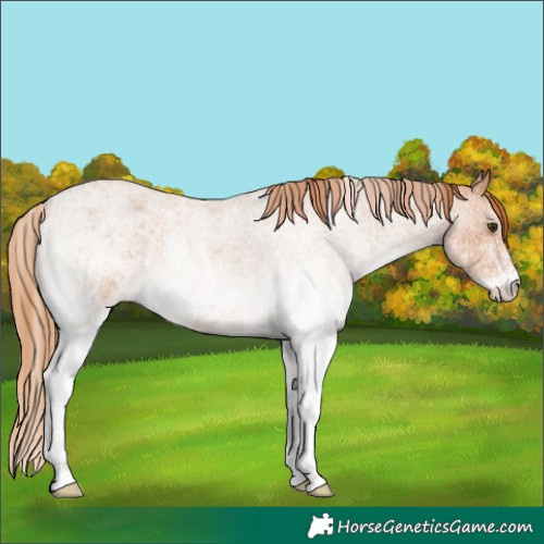 Horse Color:White Spotted Red Roan