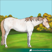 Horse Color:White Spotted Red Roan 