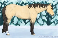 Horse Color:Buckskin Roan 