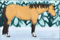 Horse Color:Buckskin Sabino