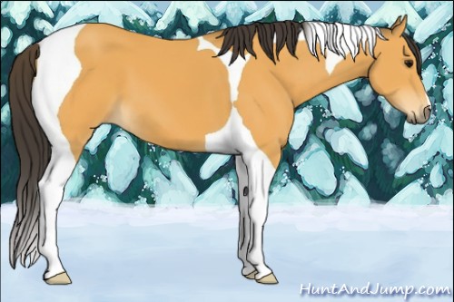 Horse Color:Buckskin Tobiano 