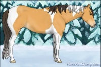 Horse Color:Buckskin Tobiano 