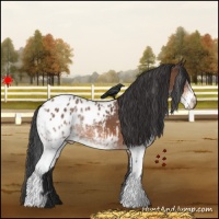Horse Color:White Spotted Bay Appaloosa 
