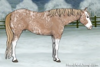 Horse Color:Red Ice Roan Splash 