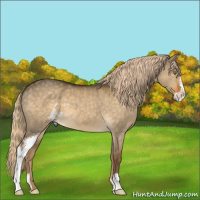 Horse Color:Chocolate Palomino Dun Sabino 