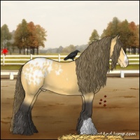 Horse Color:Buckskin Blanket 
