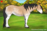 Horse Color:White Spotted Bay Dun