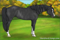 Horse Color:Black Sabino Rabicano 