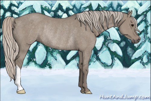 Horse Color:Silver Grullo Rabicano