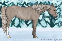 Horse Color:Silver Grullo Rabicano 