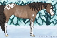 Horse Color:Bay Dun Sabino Varnish Rabicano 