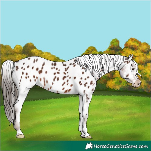 Horse Color:Liver Chestnut Appaloosa Rabicano 
