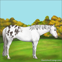Horse Color:Liver Chestnut Varnish Rabicano 