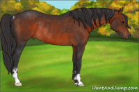 Horse Color:Brown Sabino Rabicano 