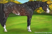 Horse Color:Brown Sabino Snowflake Varnish 