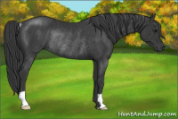 Horse Color:Black Rabicano 
