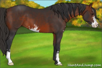 Horse Color:Bay Sabino 