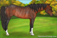Horse Color:Brown Rabicano 