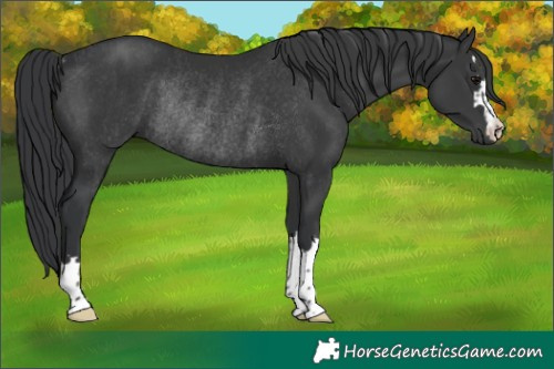 Horse Color:Black Rabicano 