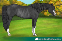 Horse Color:Black Rabicano 