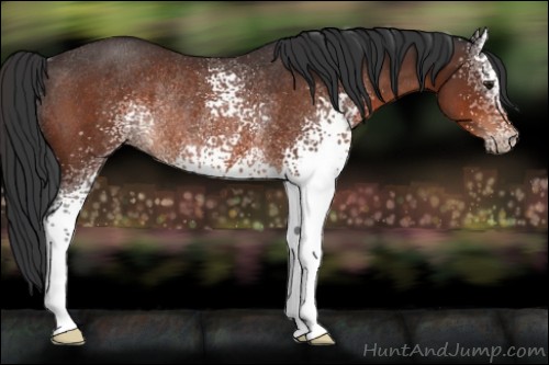 Horse Color:White Spotted Brown Rabicano 