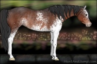 Horse Color:White Spotted Brown Rabicano