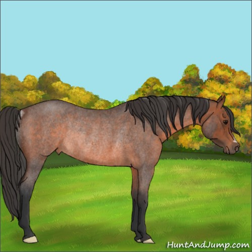 Horse Color:Brown Roan Rabicano 