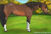 Horse Color:Bay 