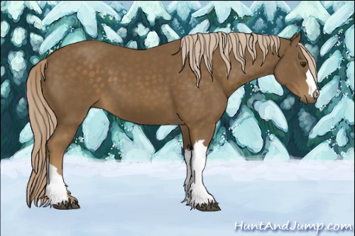 Horse Color:Chocolate Palomino 
