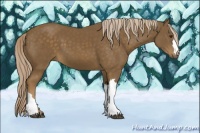 Horse Color:Chocolate Palomino 