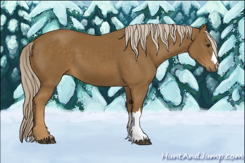 Horse Color:Chocolate Palomino 