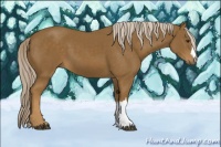 Horse Color:Chocolate Palomino 