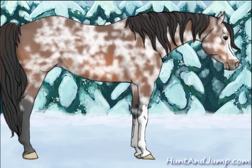 Horse Color:Bay Ice 