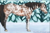 Horse Color:Bay Ice 