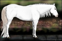 Horse Color:White Spotted Chestnut Frame Appaloosa