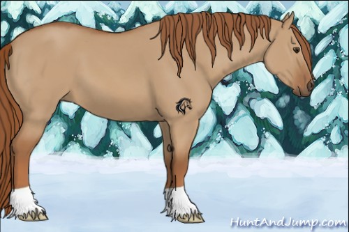 Horse Color:Red Dun 