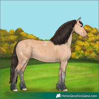 Horse Color:Bay Dun