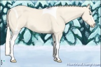 Horse Color:Cremello Tobiano